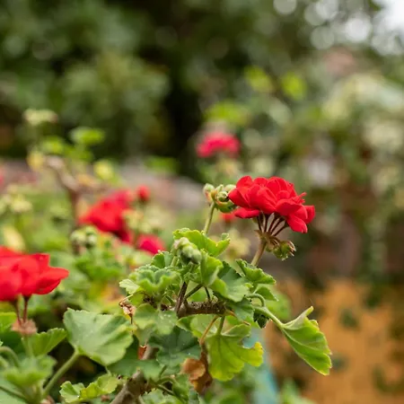 Apartmán Romantica Corte Degli Estensi